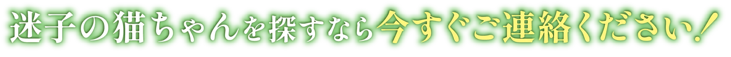 迷子の猫ちゃんを探すなら今すぐご連絡ください！