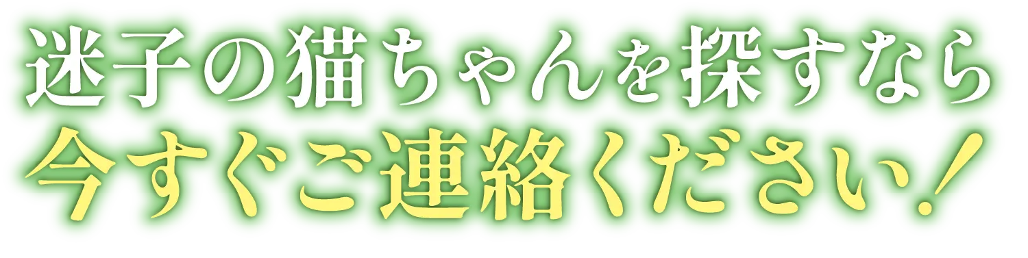 迷子の猫ちゃんを探すなら今すぐご連絡ください！