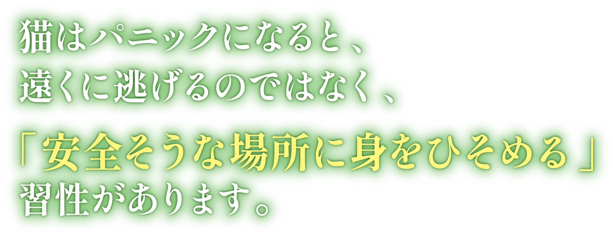 猫は安全そうな場所に身を潜めます
